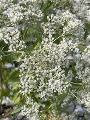 Ageratina havanensis