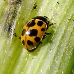 Ceratomegilla notata