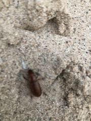 Harpalus erraticus