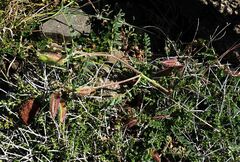 Astragalus suberosus