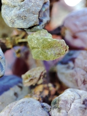 Phyllosticta ampelicida