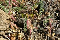 Astragalus suberosus