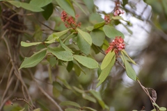 Heteropterys brachiata