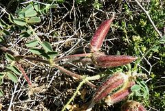 Astragalus suberosus