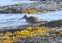 Limosa lapponica