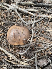 Gomphidius glutinosus