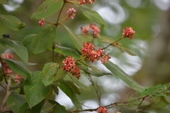 Heteropterys brachiata