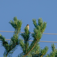 Fringilla montifringilla