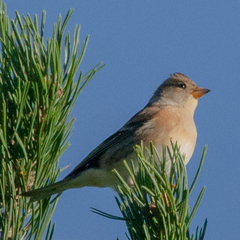 Fringilla montifringilla
