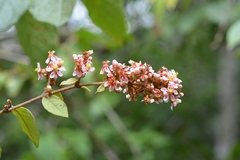 Heteropterys brachiata