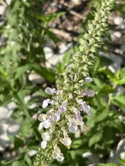 Teucrium canadense