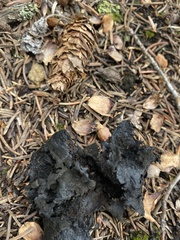 Gomphidius glutinosus