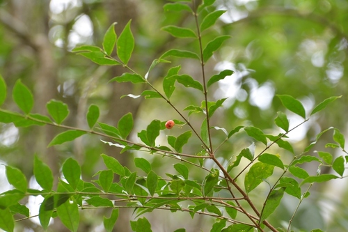 Malpighia glabra