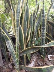 Sansevieria trifasciata