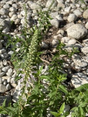 Teucrium canadense