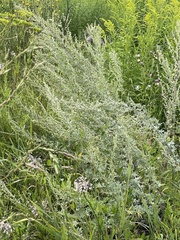 Artemisia absinthium