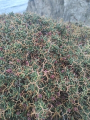 Sarcopoterium