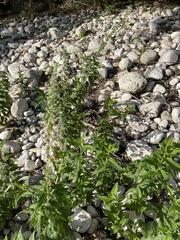 Teucrium canadense