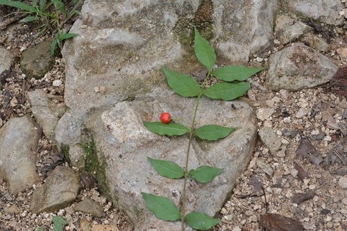 Malpighia glabra