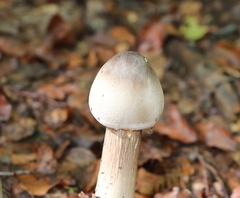 Macrolepiota mastoidea