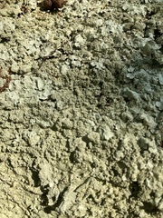 Flavoparmelia baltimorensis