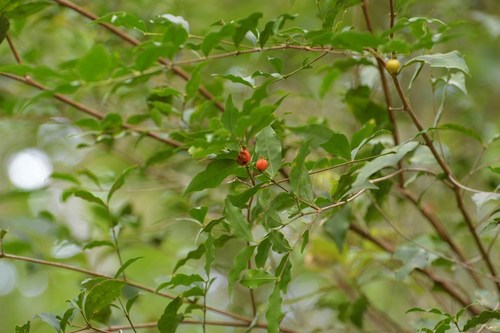 Malpighia glabra