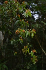 Tetrapterys schiedeana