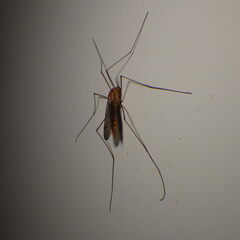 Nephrotoma ferruginea