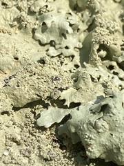 Flavoparmelia baltimorensis