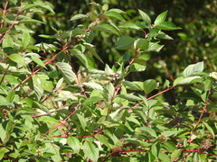 Cornus alba