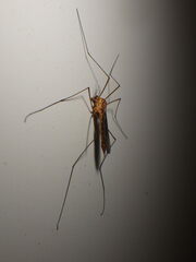 Nephrotoma ferruginea