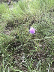 Liatris cymosa