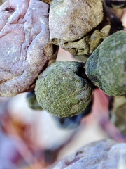 Phyllosticta ampelicida