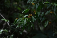 Tetrapterys schiedeana