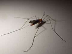 Nephrotoma ferruginea