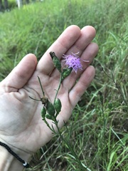 Liatris cymosa