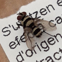 Trigonospila transvittata