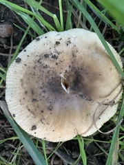 Russula cerolens