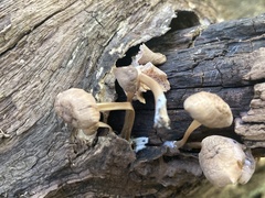 Pluteus longistriatus