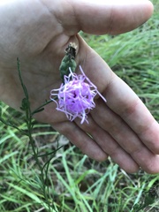 Liatris cymosa