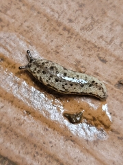 Megapallifera mutabilis