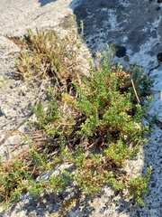 Ericameria cuneata