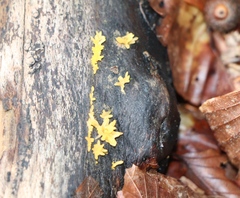 Calocera cornea