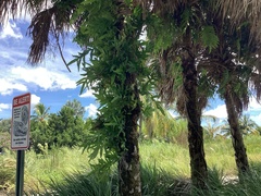 Polypodiaceae