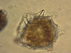 Peridinium limbatum
