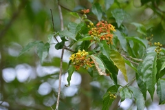 Tetrapterys schiedeana