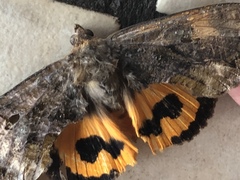 Eudocima serpentifera