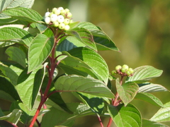 Cornus alba