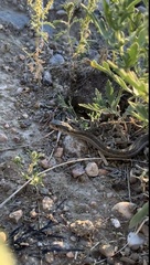 Thamnophis elegans vagrans