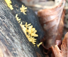 Calocera cornea